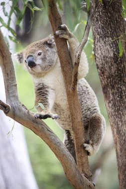 Koala climbing on a tree clipart