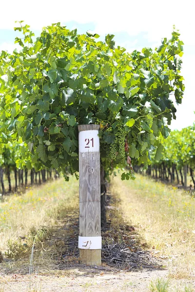 Wijngaard in landschap van Mudgee — Stockfoto