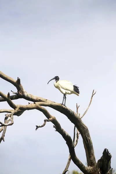 Ibis na mrtvý strom — Stock fotografie