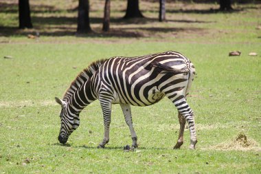 Ovalar zebra Taronga Zoo