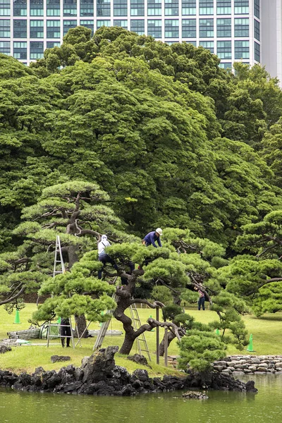 Parku Hamarikyu Gardens v Tokiu — Stock fotografie