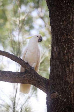 Sulphur-crested Cockatoo on a tree clipart