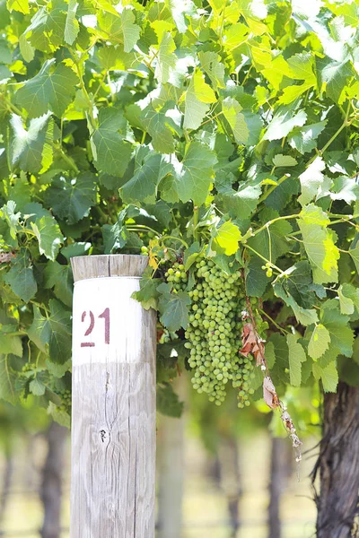 Viñedo en el campo de Mudgee —  Fotos de Stock