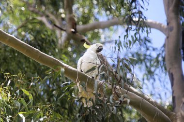Kükürt tepeli kakadu bir ağaç