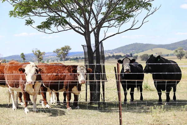 Herd of cattle in the pen outdoor — Stock Photo, Image