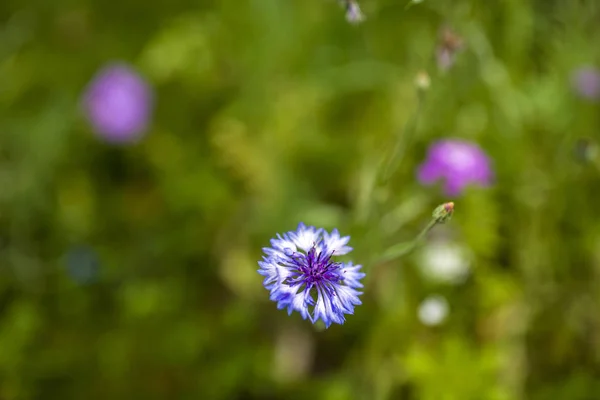 Blühende Blume auf einer Wiese — Stockfoto