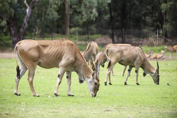 Antilopi terrestri nello zoo di Taronga a Sydney — Foto Stock