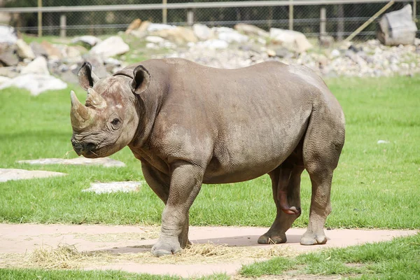 시드니에서 타롱가 동물원에서 검은 코뿔소 — 스톡 사진