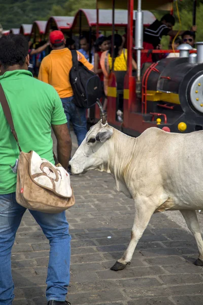 Mensen en de koe op Elephanta eiland — Stockfoto