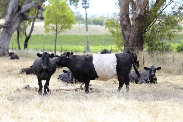 Cows on pasture Mudgee — Stock Photo, Image