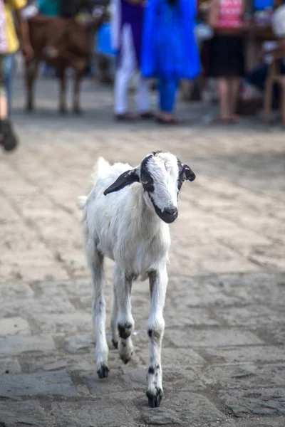 Petite chèvre dans la rue de Mumbai — Photo