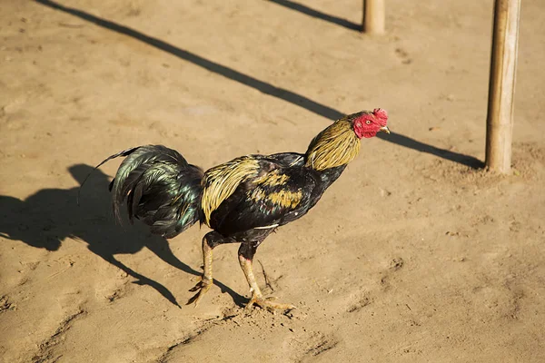 Rooster in Chiang Mai — стокове фото