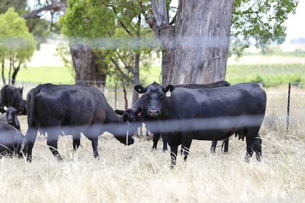Vacas em pastagem Mudgee — Fotografia de Stock