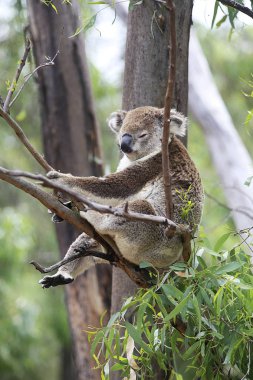 Ağaca tırmanma koala