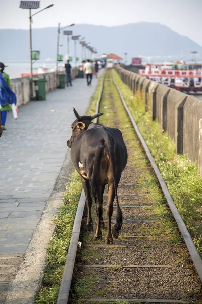 インドの路上の牛します。 — ストック写真