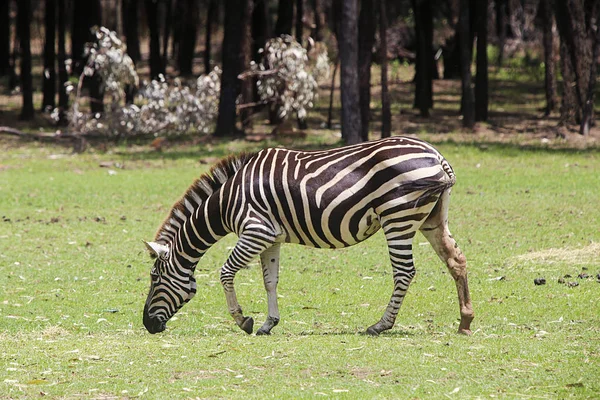 Slätterna zebra från Taronga zoo — Stockfoto