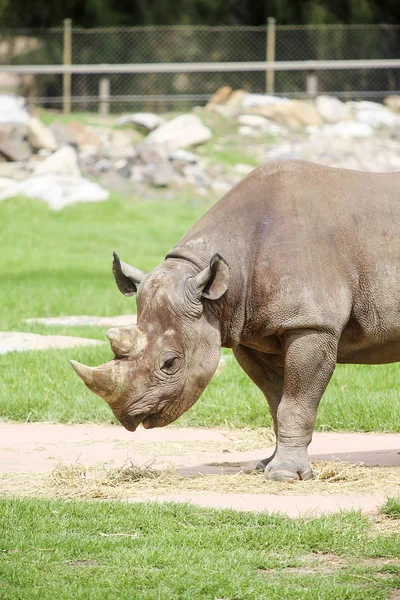 Rinoceronte negro do zoológico de Taronga — Fotografia de Stock