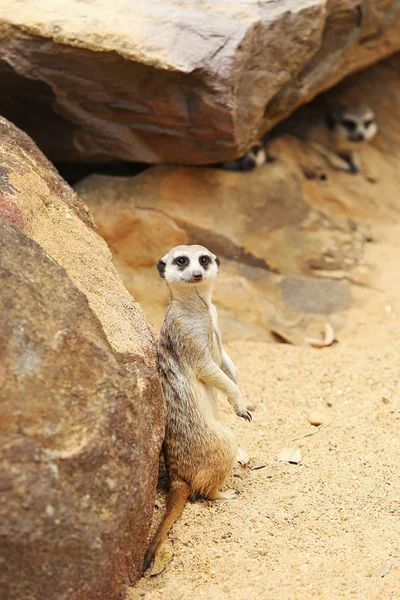 Meerkat  from Taronga zoo — Stock Photo, Image