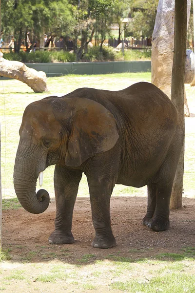 Elefante do zoológico de Taronga — Fotografia de Stock