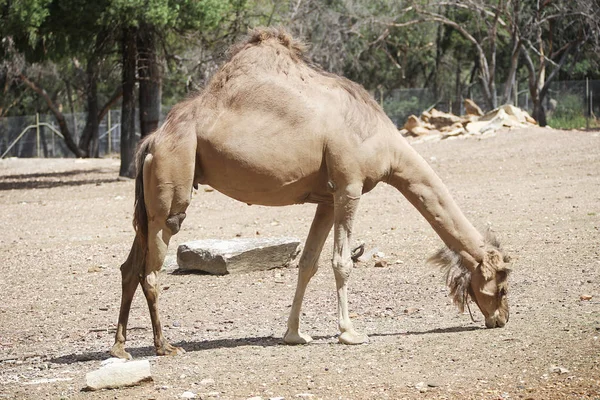 Camelo do zoológico de Taronga — Fotografia de Stock