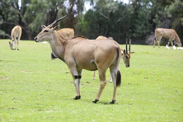 Eland antilope uit Taronga zoo — Stockfoto
