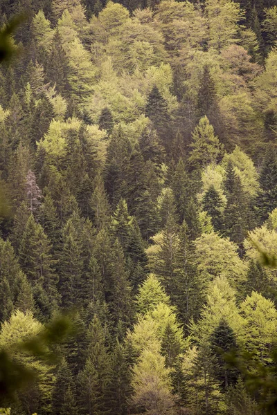 Bergwaldblick — Stockfoto