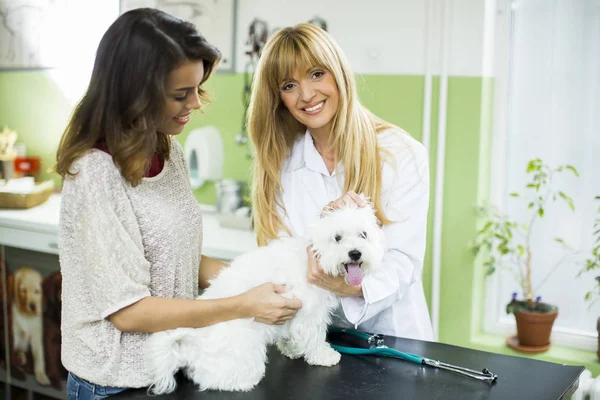 Woman with a dog at veterinarian — Stock Photo, Image