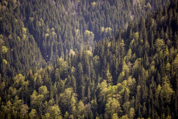 Horský lesní zobrazení — Stock fotografie