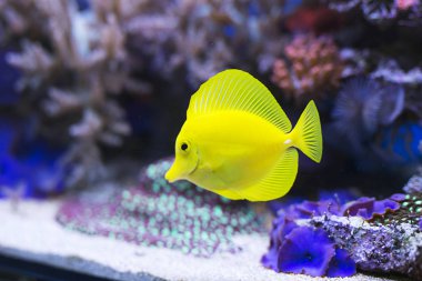 Yellow tang fish in aquarium clipart