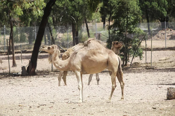 Camellos del Zoológico de Taronga — Foto de Stock