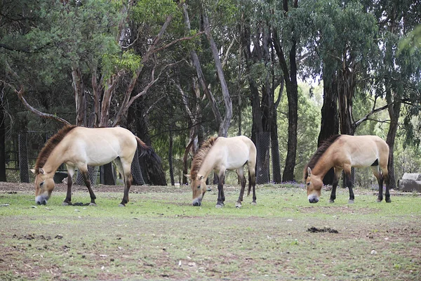 Cavalos Przewalskis do Zoológico de Taronga — Fotografia de Stock