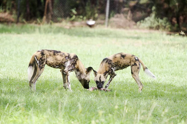 Cães selvagens africanos do Zoológico de Taronga — Fotografia de Stock