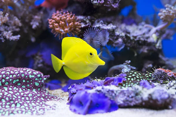 Peces espiga amarilla en acuario — Foto de Stock