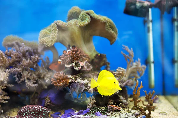 Sarı tang balığı akvaryum — Stok fotoğraf