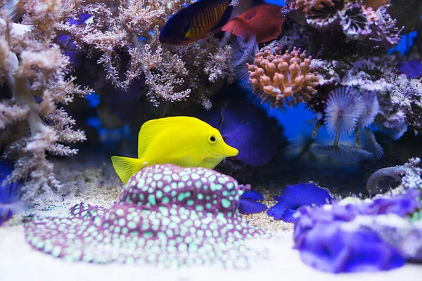 Pesce codolo giallo in acquario — Foto Stock