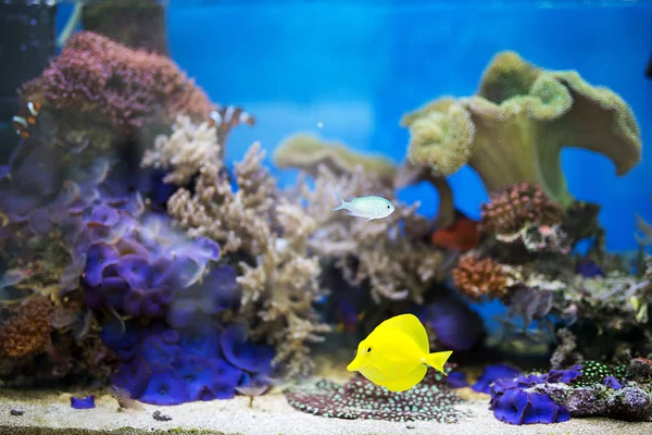Sárga doktorhal hal akvárium — Stock Fotó