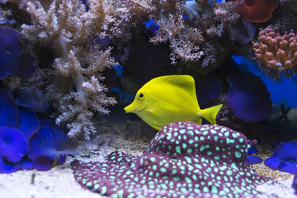 Gul tang fiskar i akvarium — Stockfoto