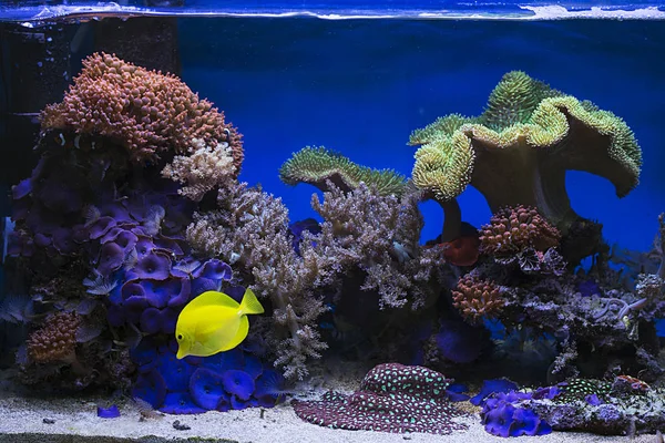 Gelber Schlangenfisch im Aquarium — Stockfoto