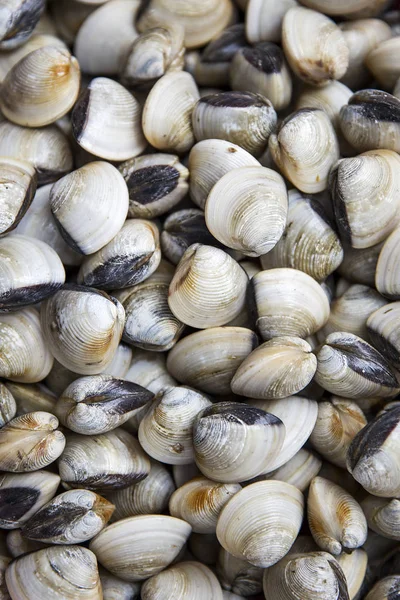 Fresh big size clam shell — Stock Photo, Image