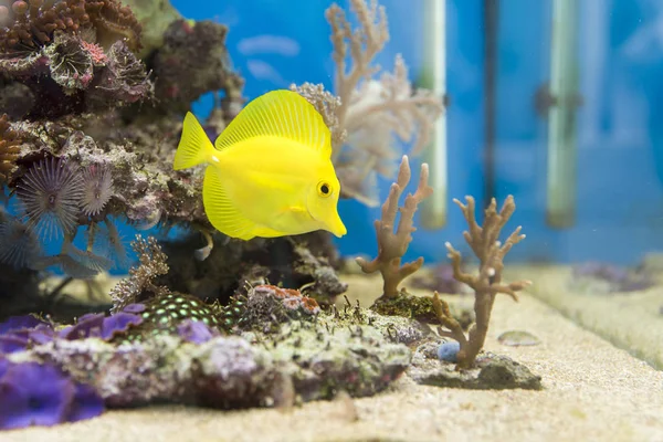 Bodlok žlutý ryby v akváriu — Stock fotografie