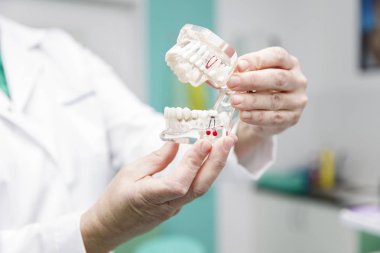 Dentist holding dentures model clipart