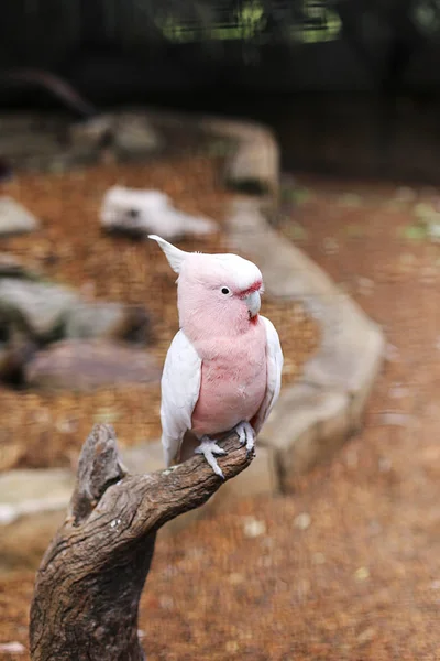 Pássaro de cacatua rosa — Fotografia de Stock