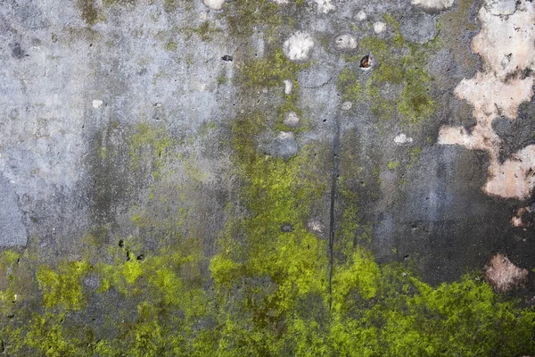 Alte Steinmauer — Stockfoto