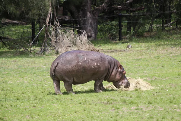 Бегемот в зоопарке Таронга — стоковое фото