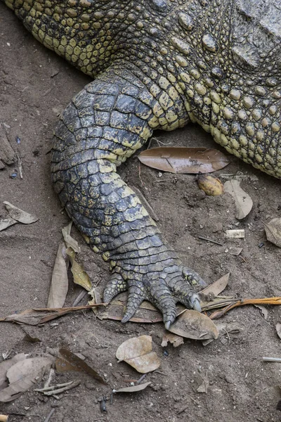 在湄公河三角洲的暹罗鳄鱼 — 图库照片