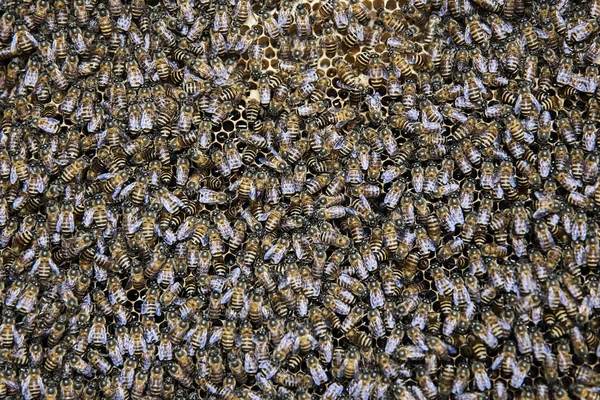 Domestic bees in the honeycomb — Stock Photo, Image