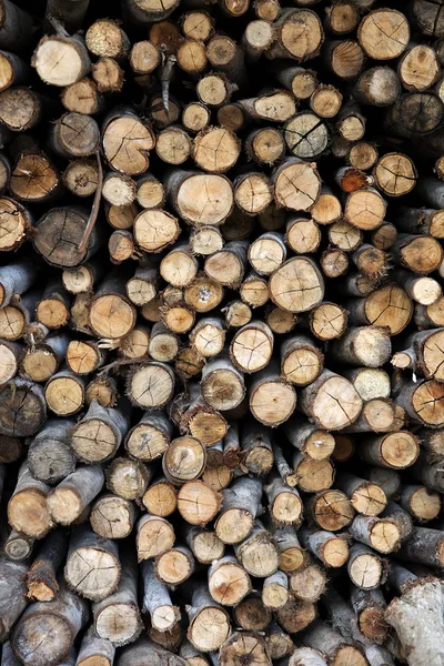 Pile of tree logs — Stock Photo, Image