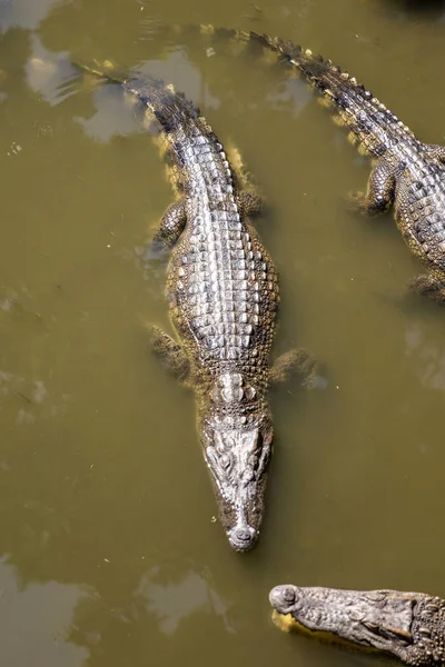 Crocodilos siameses em Mekong delta — Fotografia de Stock