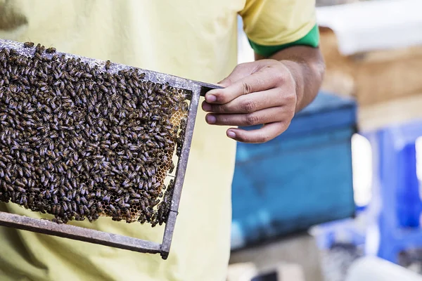 在越南的蜂蜜生产 — 图库照片