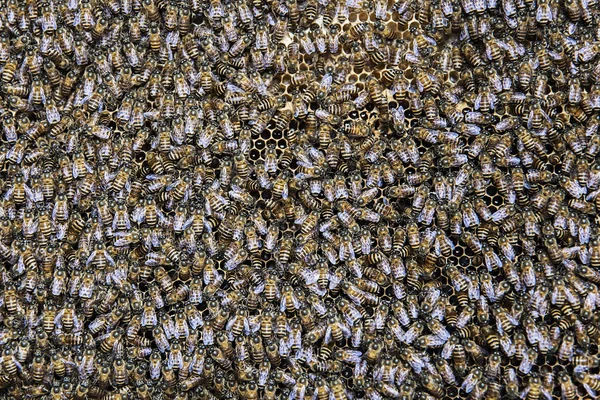 蜜蜂在蜂巢，关闭 — 图库照片